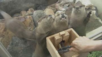 世界カワウソの日「非常に愛くるしい！かわいらしい」動物園で“獺祭り”開催　餌やり体験や観察