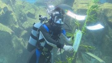 マサバの願いは「どうか食べられませんように」七夕にちなんで魚たちの生態を紹介