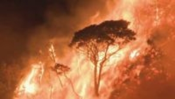 大規模な山林火災で焼損　来年度から復旧事業　山口県が計画策定