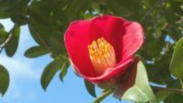 猛暑の影響で過去4番目に遅い開花　ヤブツバキが咲き始める 21日から”椿まつり”開催 　山口・萩