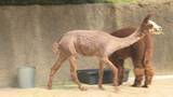 「動物園のアルパカ“毛刈りで夏の装いに”ハートマーク模様も　山口・宇部」の画像1