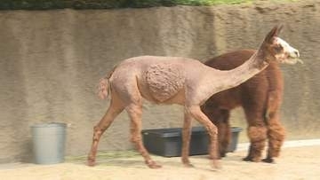動物園のアルパカ“毛刈りで夏の装いに”ハートマーク模様も　山口・宇部