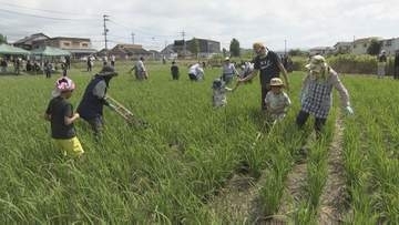 昭和初期の“手押し除草機”に大苦戦！親子130人が挑んだ昔ながらのコメ作り　山口