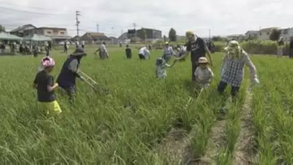 昭和初期の“手押し除草機”に大苦戦！親子130人が挑んだ昔ながらのコメ作り　山口