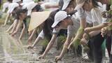 「伝統の田植え「さのぼり」高校生が和太鼓の音にあわせて体験　山口・田布施」の画像1