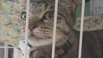 保護ネコのミルクボランティアが抱えた葛藤　譲渡会の前に妊娠が発覚　生んでから譲渡か、堕胎か…
