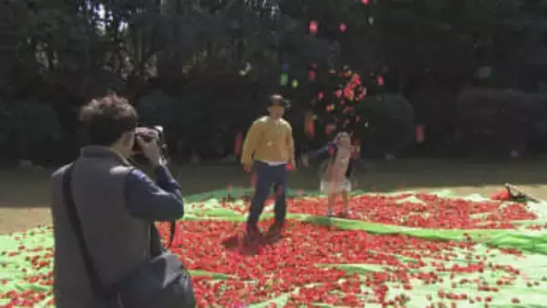 ３連休最終日　椿まつりにぎわう　ヤブツバキ約2万5000本が自生　山口・萩