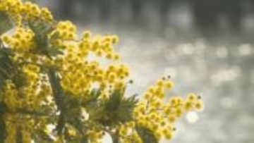 公園のミモザ見頃に「青空と黄色がきれい」山口・宇部