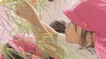 園児が七夕で交通ルール学ぶ　交通安全の願いごと飾って　山口・岩国
