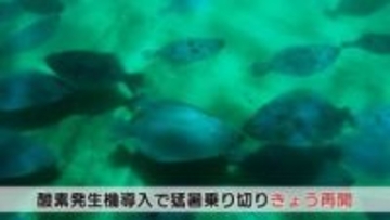 海水温上昇で養殖ヒラメ大量死…生育状況安定で人気のエサやり体験再開「休止中、何度も問い合わせがあった」