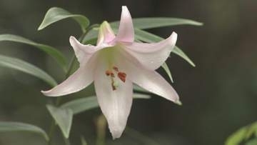 西日本屈指の自生地でササユリ花見会「繊細な透明感がある」　山口・岩国