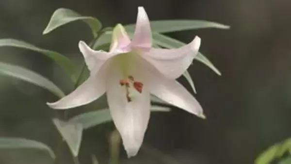 西日本屈指の自生地でササユリ花見会「繊細な透明感がある」　山口・岩国