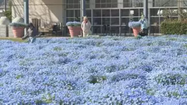 青空と一体の景色　５００株ネモフィラが見頃　山口・山陽小野田