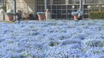 青空と一体の景色　５００株ネモフィラが見頃　山口・山陽小野田