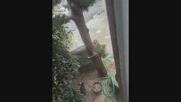 ドボン…「サルが子ネコをつかんで池に投げた」助けにいった男性はひっかかれて背中にけが　体長50センチの成獣か　現場は子どもも通る住宅街