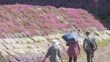 田園の広がるシバザクラ　10万株が見頃　「芝桜まつり」開催中　山口・周南