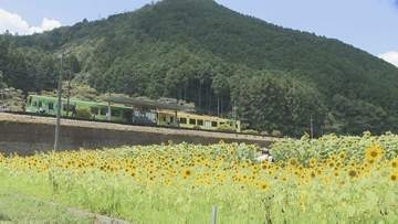 休耕田に3万本のヒマワリ　地域おこしのフェスティバル　錦川清流線の利用促進も　山口・岩国