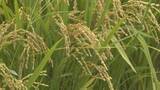 「暑さに強く収量多い稲「にじのきらめき」山口県奨励品種に　夏場の気温上昇による品質低下が心配されるため」の画像1