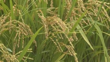 暑さに強く収量多い稲「にじのきらめき」山口県奨励品種に　夏場の気温上昇による品質低下が心配されるため