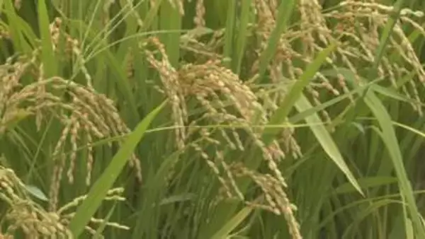 暑さに強く収量多い稲「にじのきらめき」山口県奨励品種に　夏場の気温上昇による品質低下が心配されるため