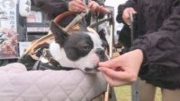 ”ワン友”との出会いも！西日本最大級のドッグフェス「わんだふる山口」開幕
