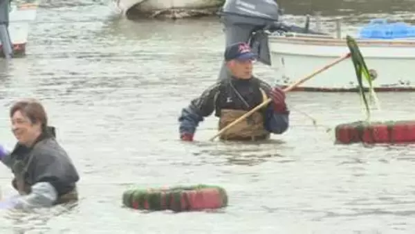 例年より3週間遅い解禁　粟野川河口でアオノリ漁　 山口・下関