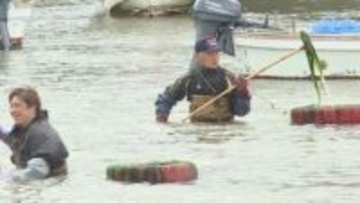 例年より3週間遅い解禁　粟野川河口でアオノリ漁　 山口・下関