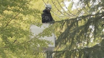 100万球のLEDがまちを彩る　周南冬のツリーまつり　電球の飾りつけ作業進む