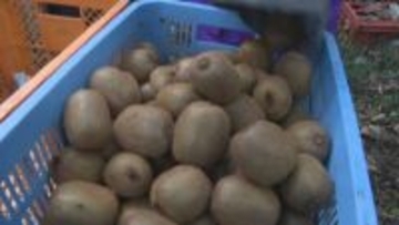 「今年もおいしくできた」ほどよい酸味と甘み　キウイ収穫最盛期