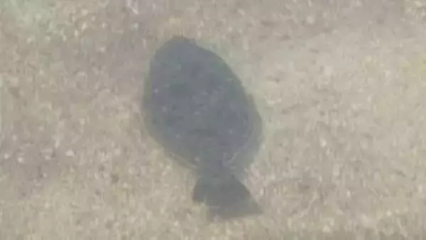 ブランド魚「笠戸ひらめ」とふれあい歓声　GW恒例イベント　山口・下松