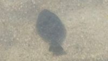ブランド魚「笠戸ひらめ」とふれあい歓声　GW恒例イベント　山口・下松