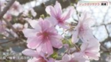 春と秋に咲くサクラ　淡いピンク色の花ジュウガツザクラ咲く　山口・萩