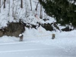 「5メートルの崖の上に血を流した人がいる」70代男性が公園近くの崖の上で…その場で死亡確認＿着衣や外傷の有無は分からずー警察や消防が詳しい状況調べる＜北海道札幌市＞