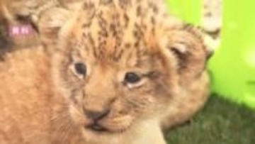 「減らすべき時になぜ」閉園した動物園ノースサファリでライオンが双子出産…256匹の移転先すら決まらぬ中で誕生した"新たな命"札幌市関係者も疑問視する管理体制…引き取り手探しが難航するなか新たな動き浮上