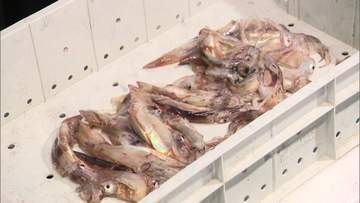 【2年連続】解禁スルメイカ漁の初競りが延期…漁獲がまさかの『ほぼゼロ』で市場に”入荷なし”「夢も希望もない」漁師もがっかり〈北海道函館市〉