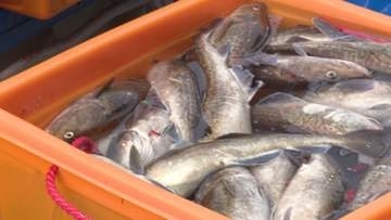 鍋や白子…冬だけじゃない“タラ”は春～夏もおいしい！新鮮で甘い身を刺身や寿司で！北海道白糠町でブランド化『金のたらプロジェクト』始まる「ジャンルが広がり今までとは違う需要・供給という形に」