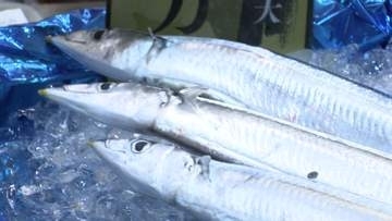 【札幌でサンマ初競り】史上最高値“111万2000円”！過去最高だった前年の金額を上回る＿札幌市内のスーパーで『1匹21万6000円』で販売…8月から棒受け網漁開始でシーズン本格化〈北海道札幌市〉
