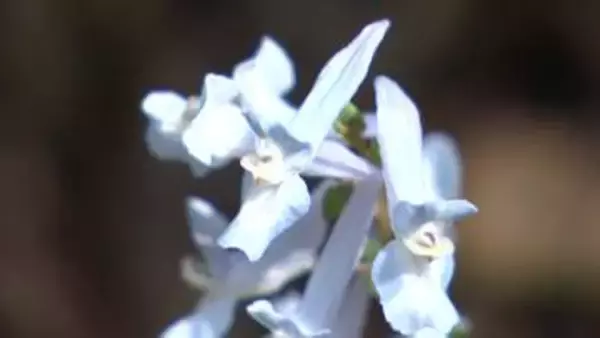 【一足早い春の訪れ】早春の花と桜の共演…百合が原公園で「春の花展」が開催中 “スプリング・エフェメラル＝春の儚いもの”と呼ばれる植物の展示やソメイヨシノなどの開花も―4月19日まで開催＜北海道札幌市＞
