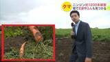 「【ヒグマ速報】クマに食べられた「ニンジン」その数、なんと約1200本！ 畑には"手のひら"よりデカい幅18センチの足跡とフンを確認＜北海道函館市＞」の画像1