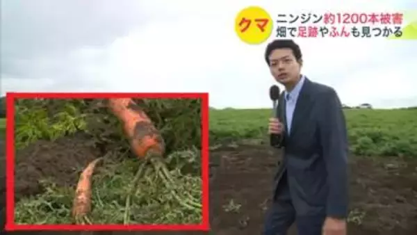 【ヒグマ速報】クマに食べられた「ニンジン」その数、なんと約1200本！ 畑には"手のひら"よりデカい幅18センチの足跡とフンを確認＜北海道函館市＞