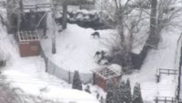 【ノースサファリ閉園から約3か月】撤去期限迎えるも…今なお残る”違法建築物”このまま年越しか？このままだと「除却命令」の可能性も〈北海道札幌市〉