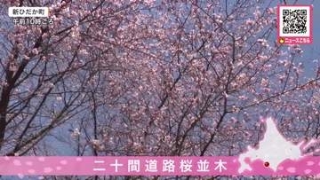 新ひだか町“二十間道路桜並木”でサクラ開花！約7キロに2000本超のエゾヤマザクラ「きれい」「少し咲いててよかった」春を待ちわびていた花見客でにぎわう『しずない桜まつり』4月25日から開幕予定