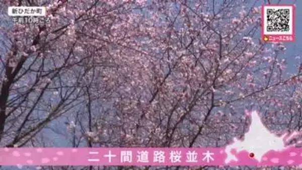 新ひだか町“二十間道路桜並木”でサクラ開花！約7キロに2000本超のエゾヤマザクラ「きれい」「少し咲いててよかった」春を待ちわびていた花見客でにぎわう『しずない桜まつり』4月25日から開幕予定
