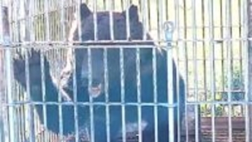 ヒグマ対策強化！北海道が『ガバメントハンター』を初採用へ＿"会計年度任用職員"として数人を道東や道南に配置する方針＿2026年度一般会計予算に人件費など計上