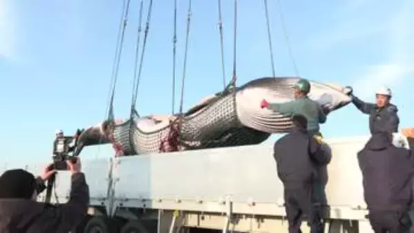 「【オホーツク海で商業捕鯨解禁】根室港に『ミンククジラ』2頭が初水揚げ＿体長8.2メートルのメスも「脂がのって大きい」釧路で解体・競りへ…今季33頭捕獲目指す〈北海道〉」の画像