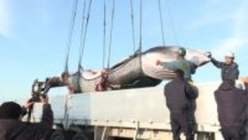 【オホーツク海で商業捕鯨解禁】根室港に『ミンククジラ』2頭が初水揚げ＿体長8.2メートルのメスも「脂がのって大きい」釧路で解体・競りへ…今季33頭捕獲目指す〈北海道〉