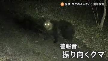 サケ養殖場にクマの姿が…監視カメラが捉える“けたたましい警報音”に振り向きその場を立ち去る_約100メートル離れた場所は住宅地〈北海道千歳市〉