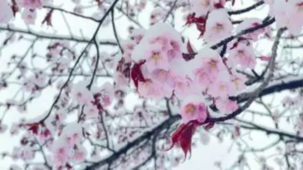 サクラもびっくり？大型連休に“記録的な雪”見ごろ迎えたエゾヤマザクラに白い帽子「寒いけれどすごくきれい」観光客も驚き…シバザクラのピンクのじゅうたんも一夜で雪の下に〈北海道北部〉