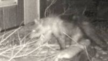 【緊迫の73時間】円山動物園にクマが侵入→臨時休園→駆除までの73時間に何があったのか？「信じられないような気持ちだった」対応を指揮したキーパーソンが初めて語る裏側〈札幌市〉