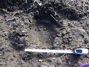 【ヒグマ速報】”幅15センチ”デントコーン畑に複数のクマの足跡みつかる…作物はほとんど刈り取ったあとで被害なし〈北海道八雲町〉